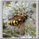 Cerceris arenaria - Sandknotenwespe w02.jpg